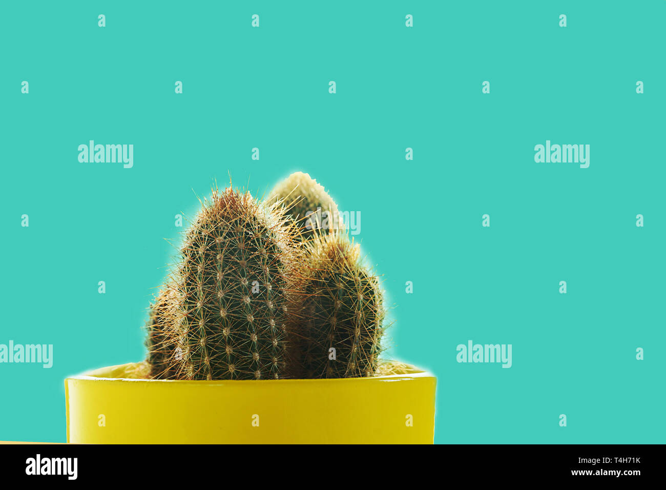 Cactus pianta in vaso giallo pastello su sfondo blu. La minima nozione, isolata. Foto Stock