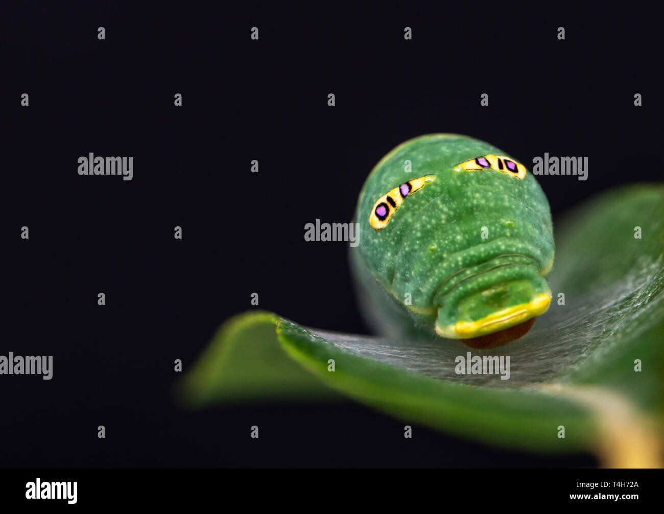 Tiger coda forcuta (Papilio rutulus) caterpillar su una foglia di salice, con false eye spot - su uno sfondo nero Foto Stock