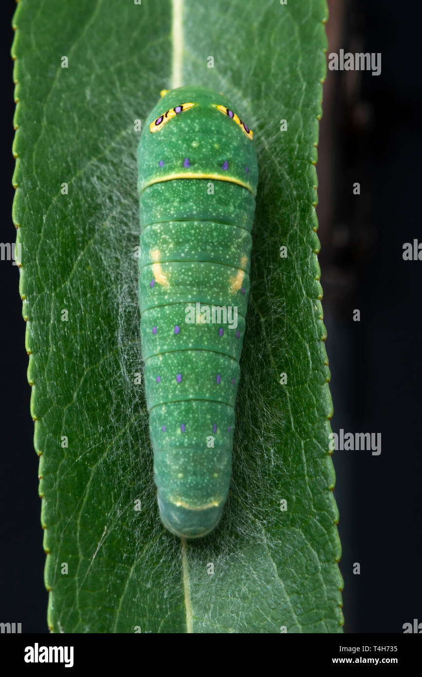 Tiger coda forcuta (Papilio rutulus) caterpillar su una foglia di salice, con false eye spot - su uno sfondo nero Foto Stock