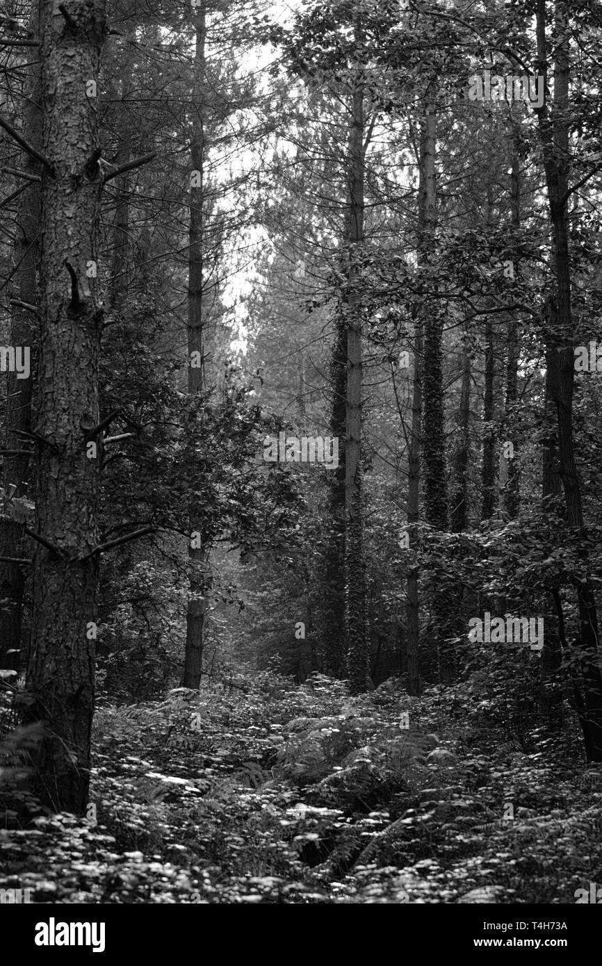 Foresta di bere, Hampshire, Inghilterra, Regno Unito. Versione in bianco e nero Foto Stock