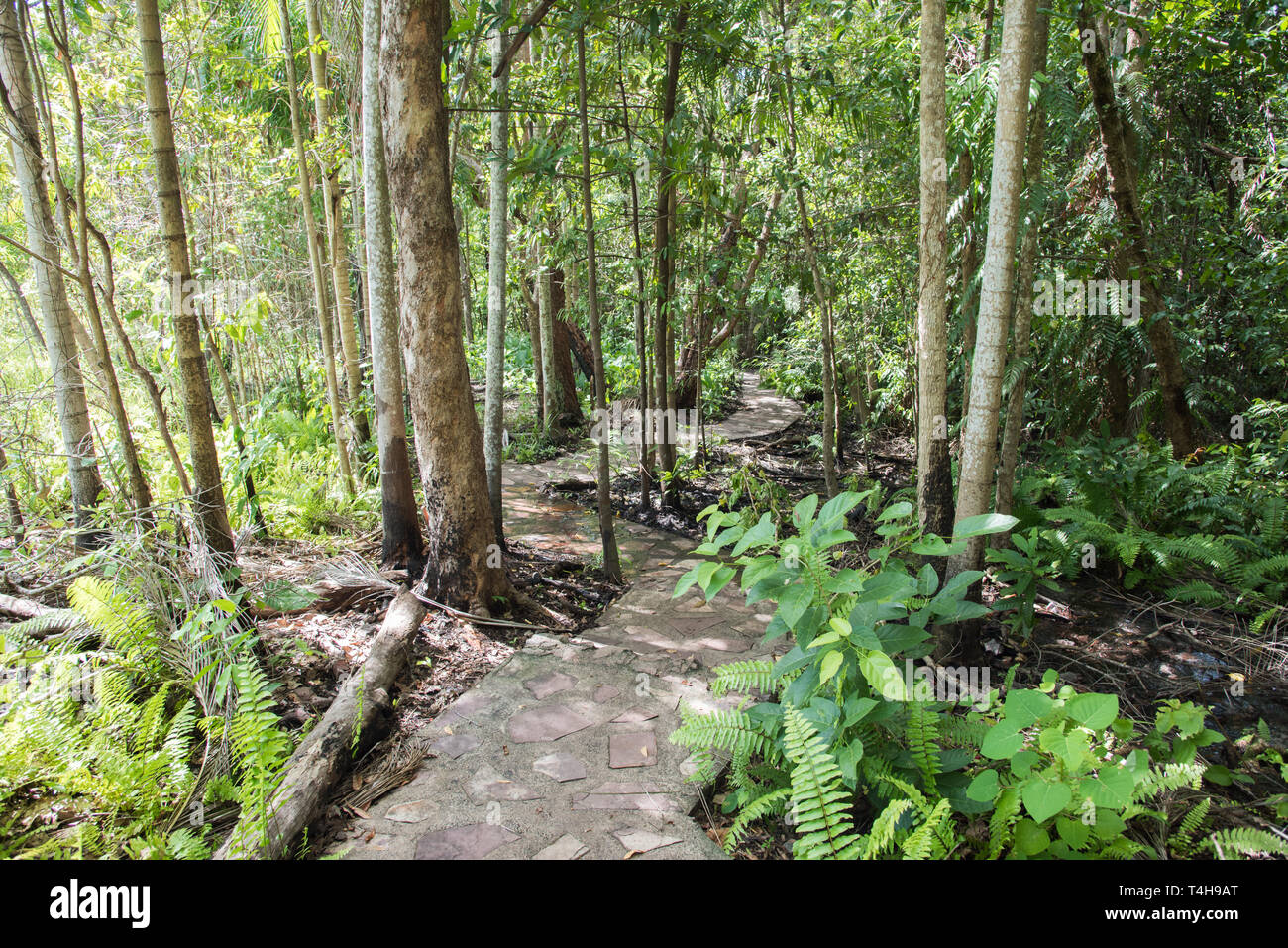 Percorso a zig-zag attraverso la lussureggiante vegetazione di foresta monsonica presso il Parco Nazionale di Litchfield nel Territorio Settentrionale dell'Australia Foto Stock