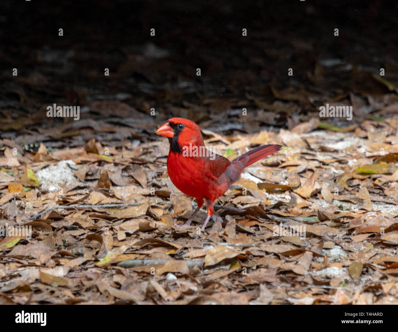 Bel rosso cardinale rovistando nelle foglie Foto Stock