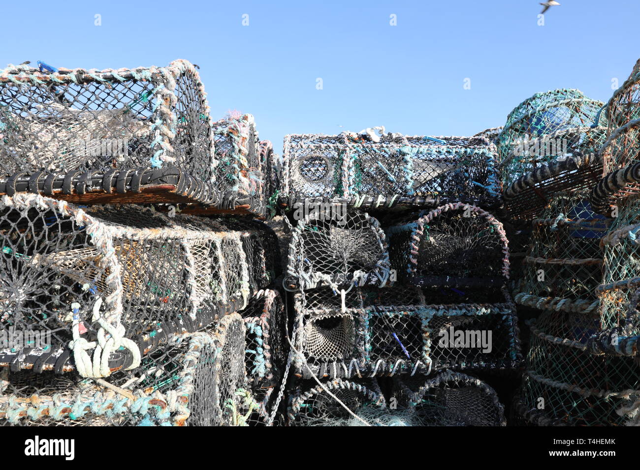 Lobster gabbie su Smeatons Pier St Ives Cornwall Foto Stock