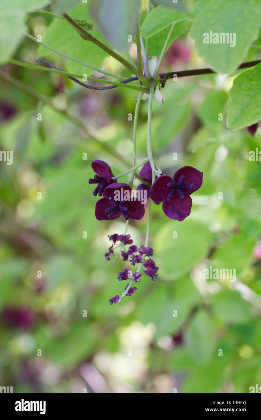 Akebia quinata fiori. Foto Stock