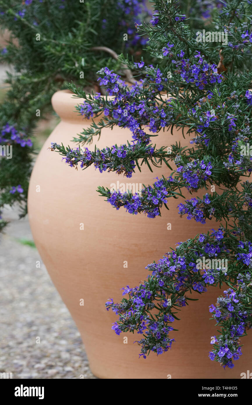 Rosmarinus officinalis cresce in una pentola teracotta. Foto Stock