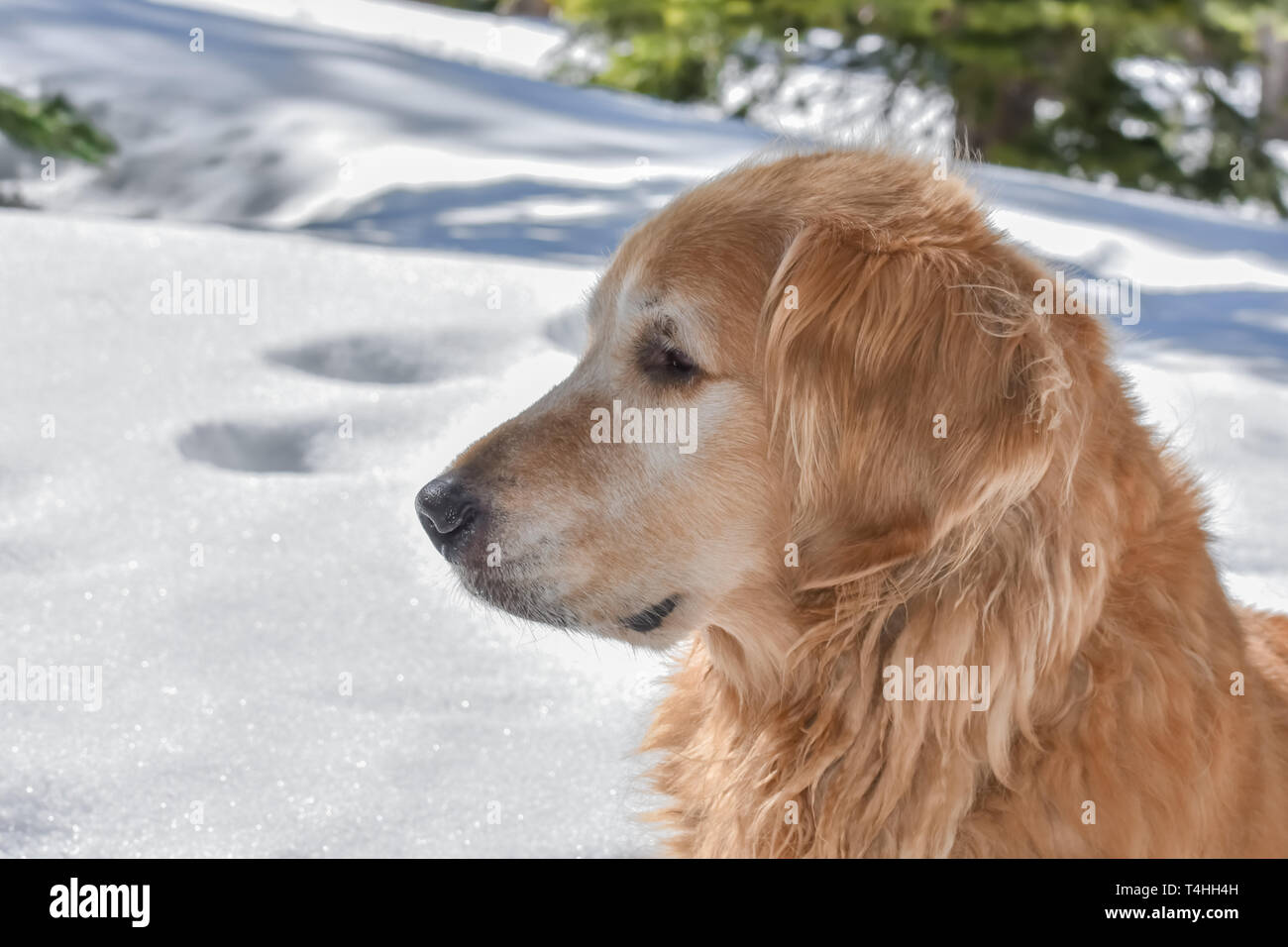 Profilo di primo piano di un bellissimo Golden Retriever in un bosco innevato in una giornata di sole. Foto Stock