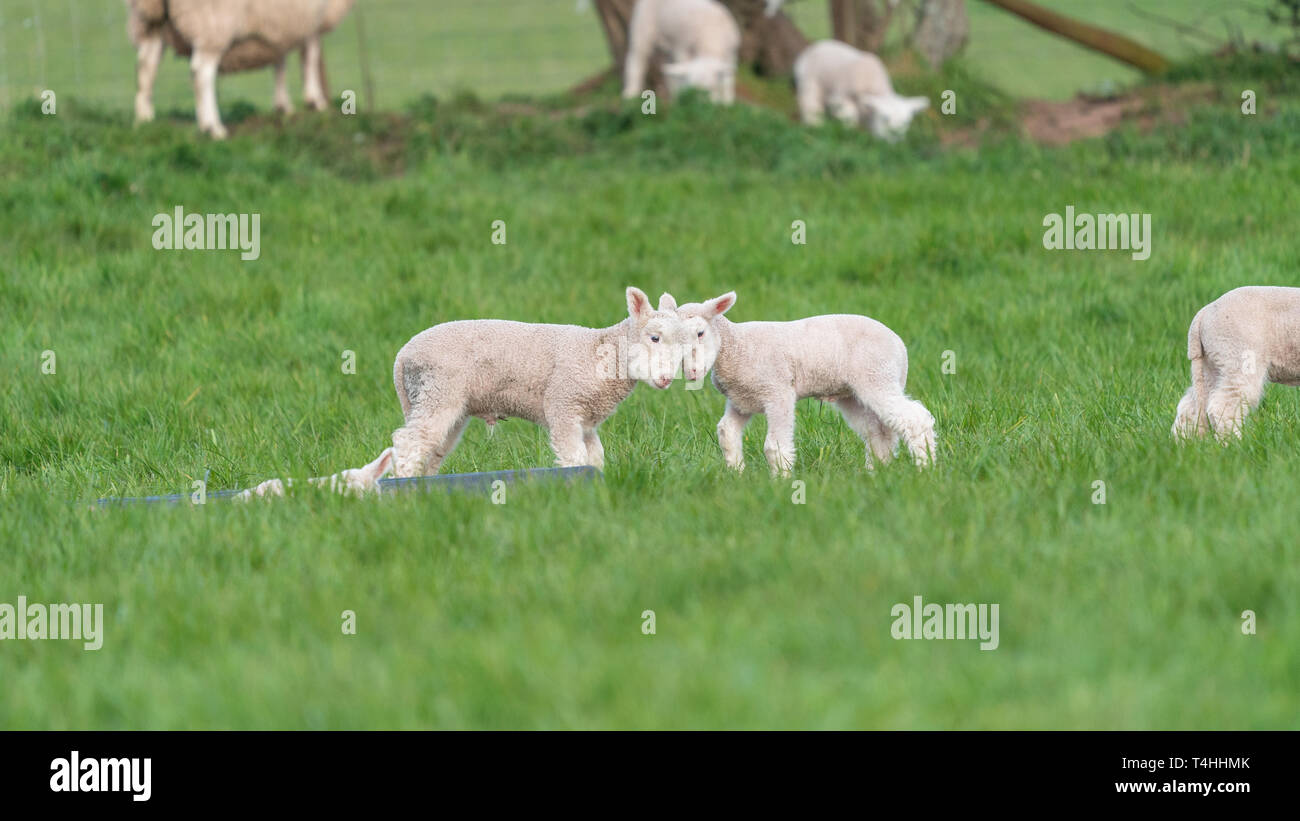 Agnelli a giocare in un campo di erba verde in primavera. Foto Stock