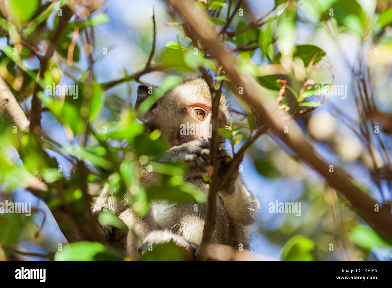 Scimmia rhesus in un albero dietro i rametti e foglie Foto Stock