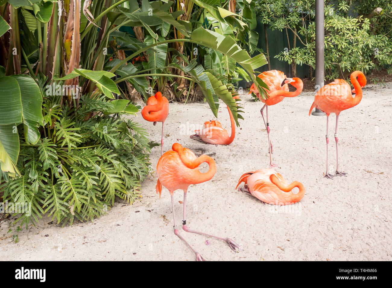 Caraibi Flamingo sul display pubblico al Seaworld di Orlando Foto Stock