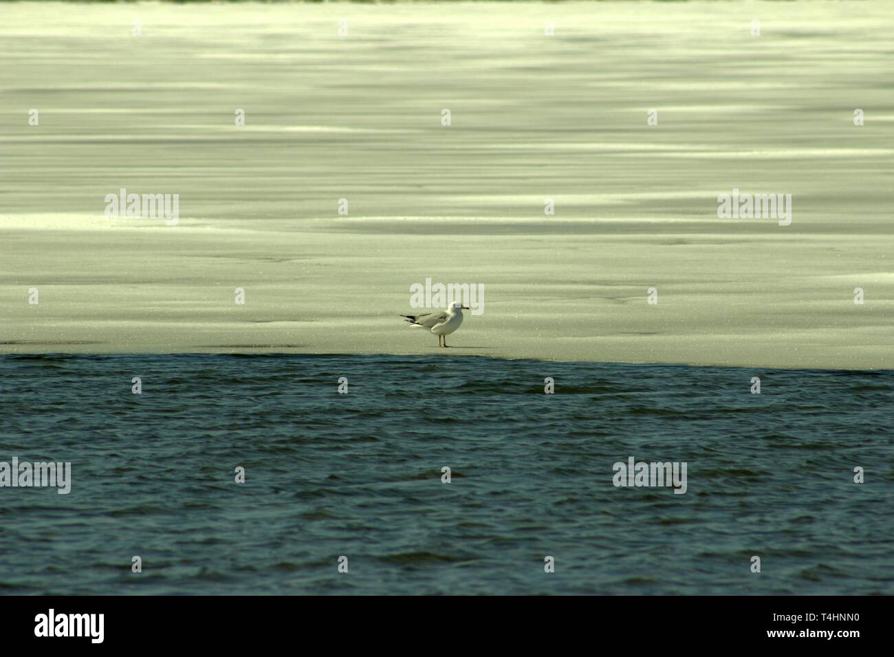 Un Gabbiano in piedi sul ghiaccio in fusione del Lago Missaukee, in Lake City, Michigan in primavera Foto Stock