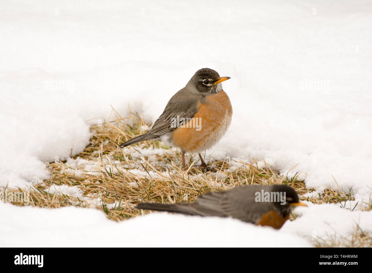 Robins Foto Stock