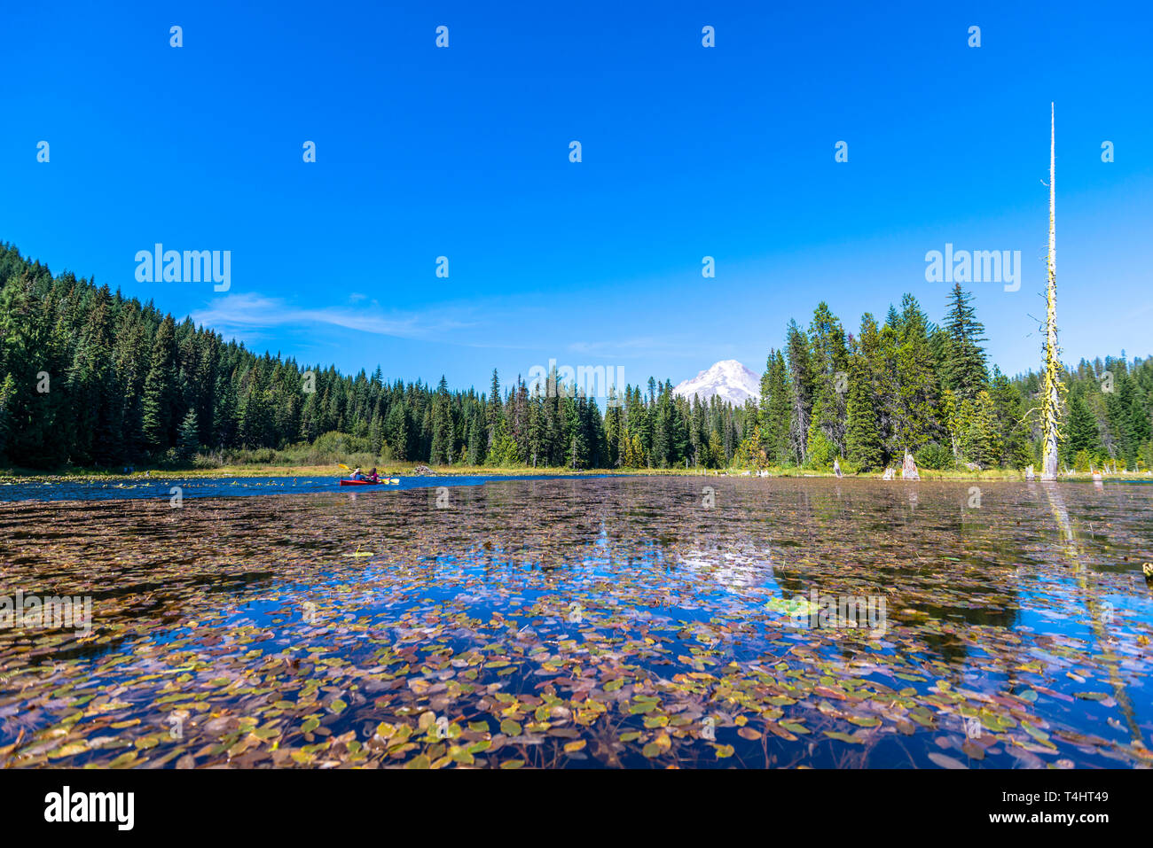 Il paesaggio di Trillium lago circondato da una foresta affacciata del Monte Cofano e la riflessione di montagna innevata nelle chiare acque del lago coperto Foto Stock