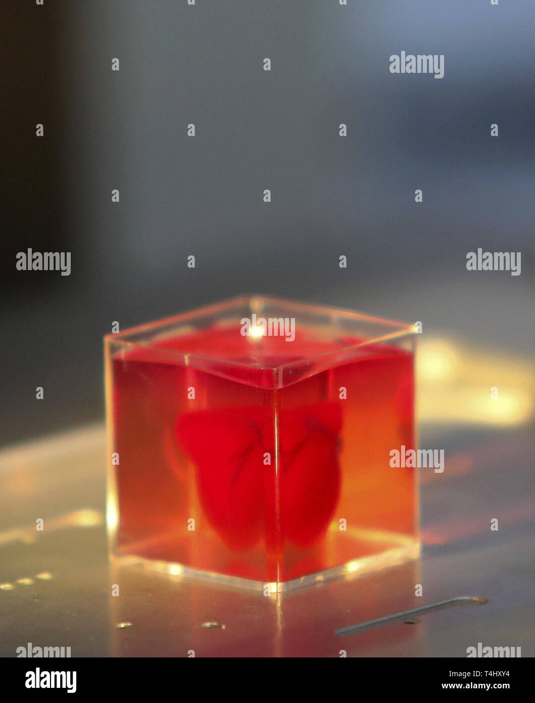 Pechino, Cina. Xv Apr, 2019. Foto realizzata il 15 aprile 2019 illustra un 3D-cuore stampato con tessuti umani presso l'Università di Tel Aviv in Israele. Tel Aviv University gli scienziati detto lunedì che hanno stampato la prima 3D cuore, utilizzando del paziente cellule e materiali. Il cuore che è stato prodotto in un laboratorio, completamente corrisponde alle caratteristiche biologiche del cuore del paziente. Ci sono voluti circa tre ore per stampare tutto il cuore. Credito: JINI/Gedeone Markowicz/Xinhua/Alamy Live News Foto Stock
