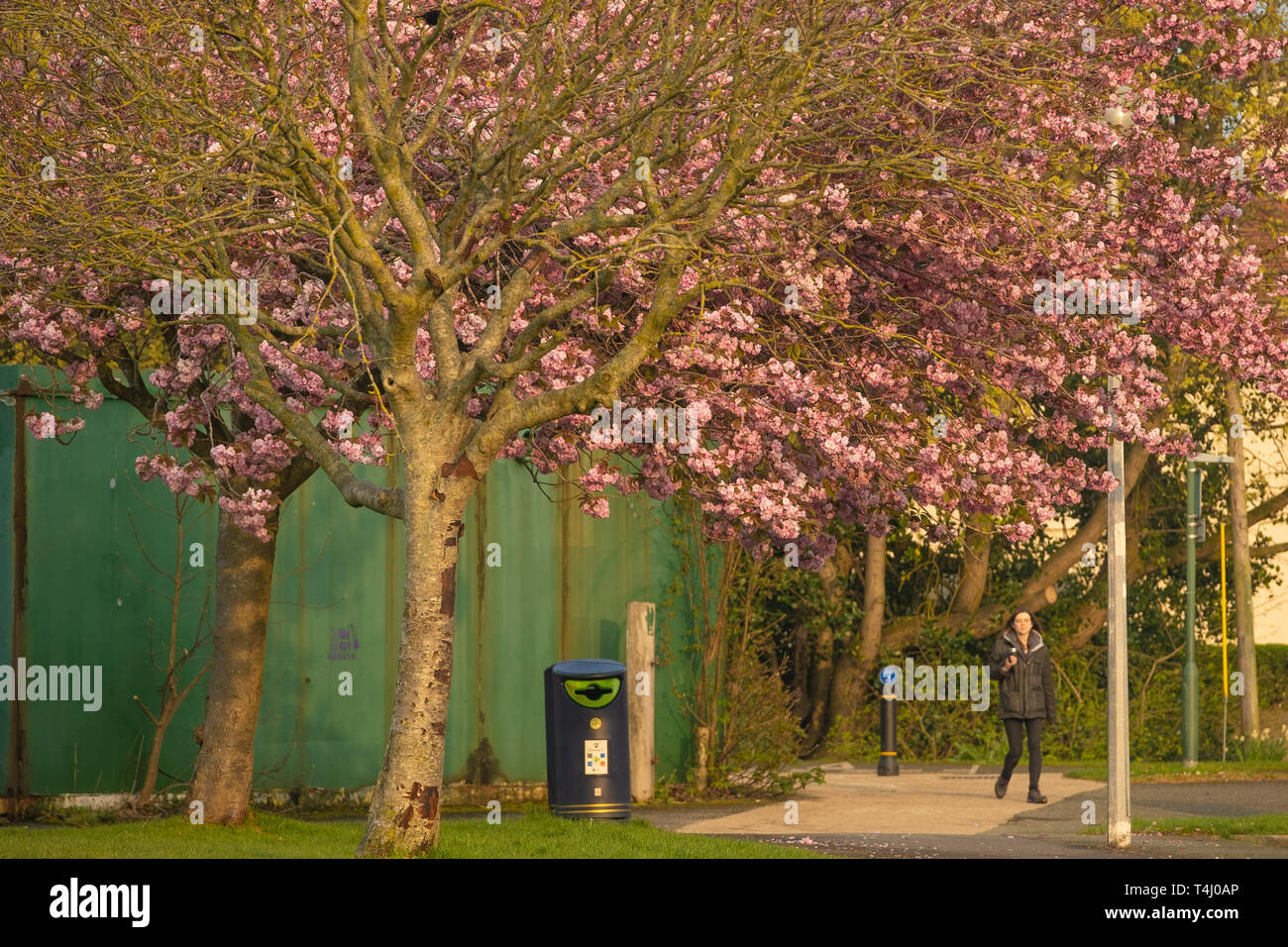 Aberystwyth Wales UK, mercoledì 17 aprile 2019. Regno Unito: Meteo persone oltrepassando la fioritura pinkcherry fiorisce nel parco su una calda e soleggiata mattina di primavera in Aberystwyth Wales, come il clima è guidato su un miglioramento della via come il paese attende le vacanze di Pasqua Photo credit: Keith Morris/Alamy Live News Foto Stock