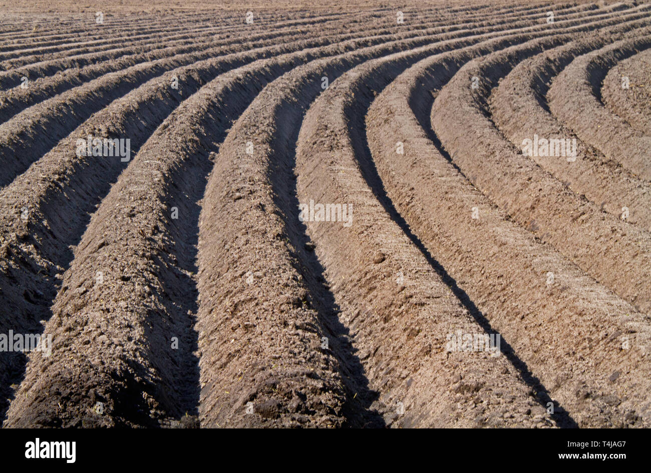 Modello di risalti curvi e solchi di un umico campo sabbioso, preparato per la coltivazione di patate Foto Stock