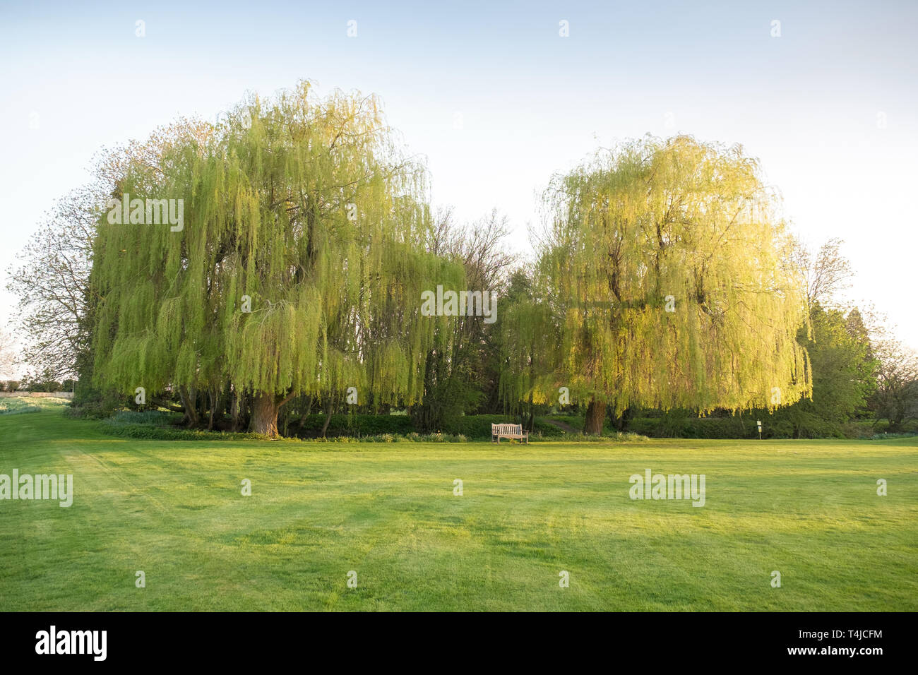 Bellissimi gli alberi di salice e svuotate il sedile in English Country hotel, Billesley Manor, Warwickshire, Inghilterra Foto Stock