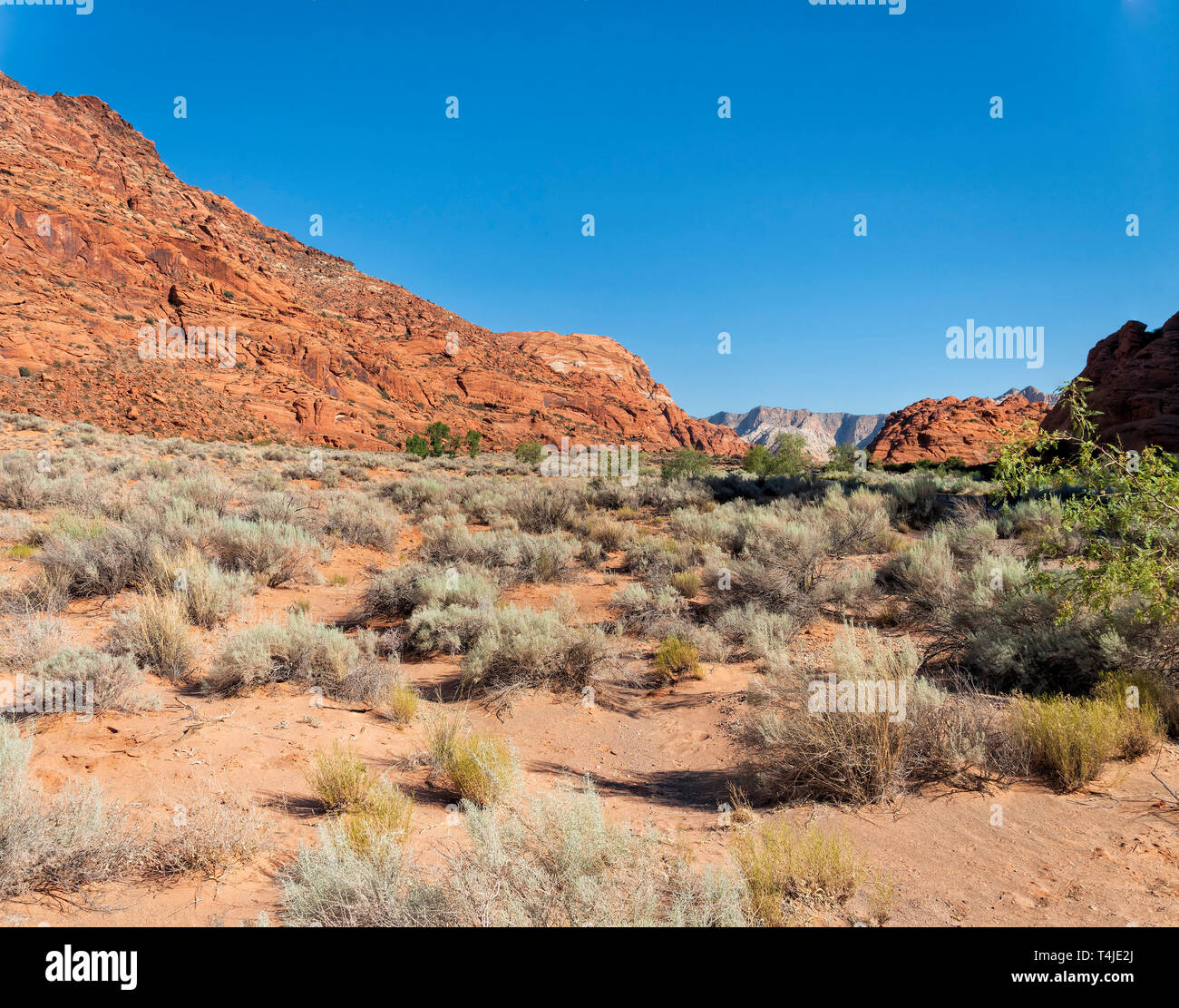 Deserto sabbioso suoli con sagebrush e macchia verde, arancione rossastro scoscese pareti del canyon e ingresso alla vallata desertica al di là sotto un cielo blu. Foto Stock