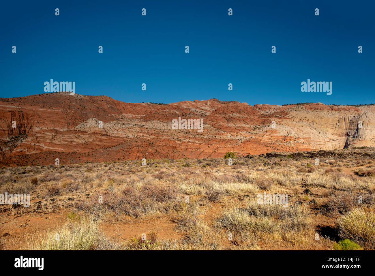 Campo di golden desert spazzola con ripide rossastra parete del canyon che sfumano in bianco sotto un cielo blu chiaro. luce arancione terreno sabbioso. Foto Stock