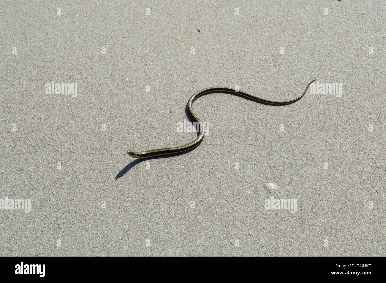 Serpente trovato su una spiaggia vicino all'oceano atlantico in Florida in una luminosa giornata di sole. Foto Stock