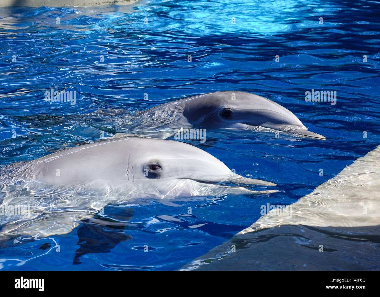 Due delfini giocare in chiaro blu dell'acqua. Foto Stock