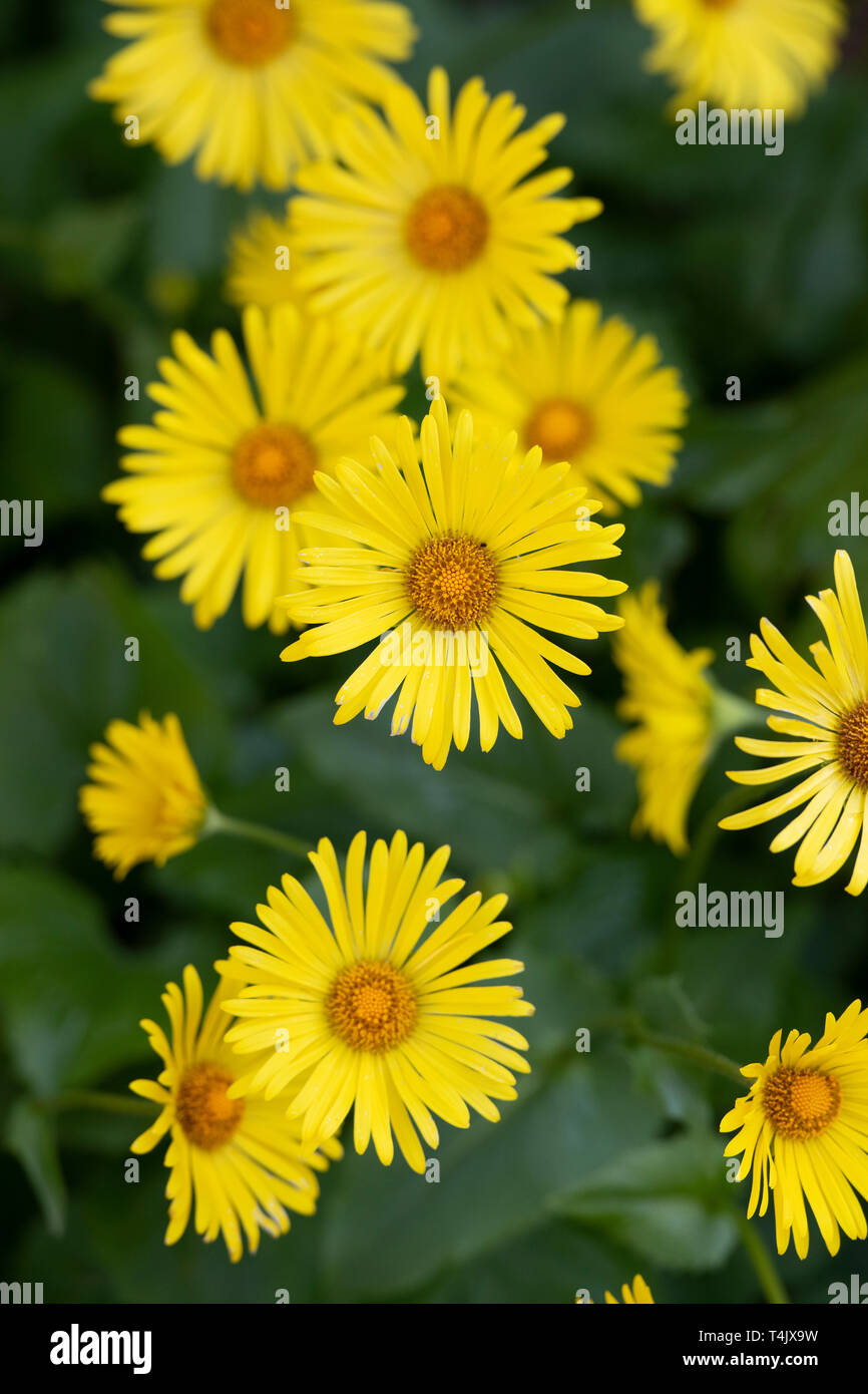 Doronicum Orientale Finesse fiore. Leopardi fiori di bana Foto Stock