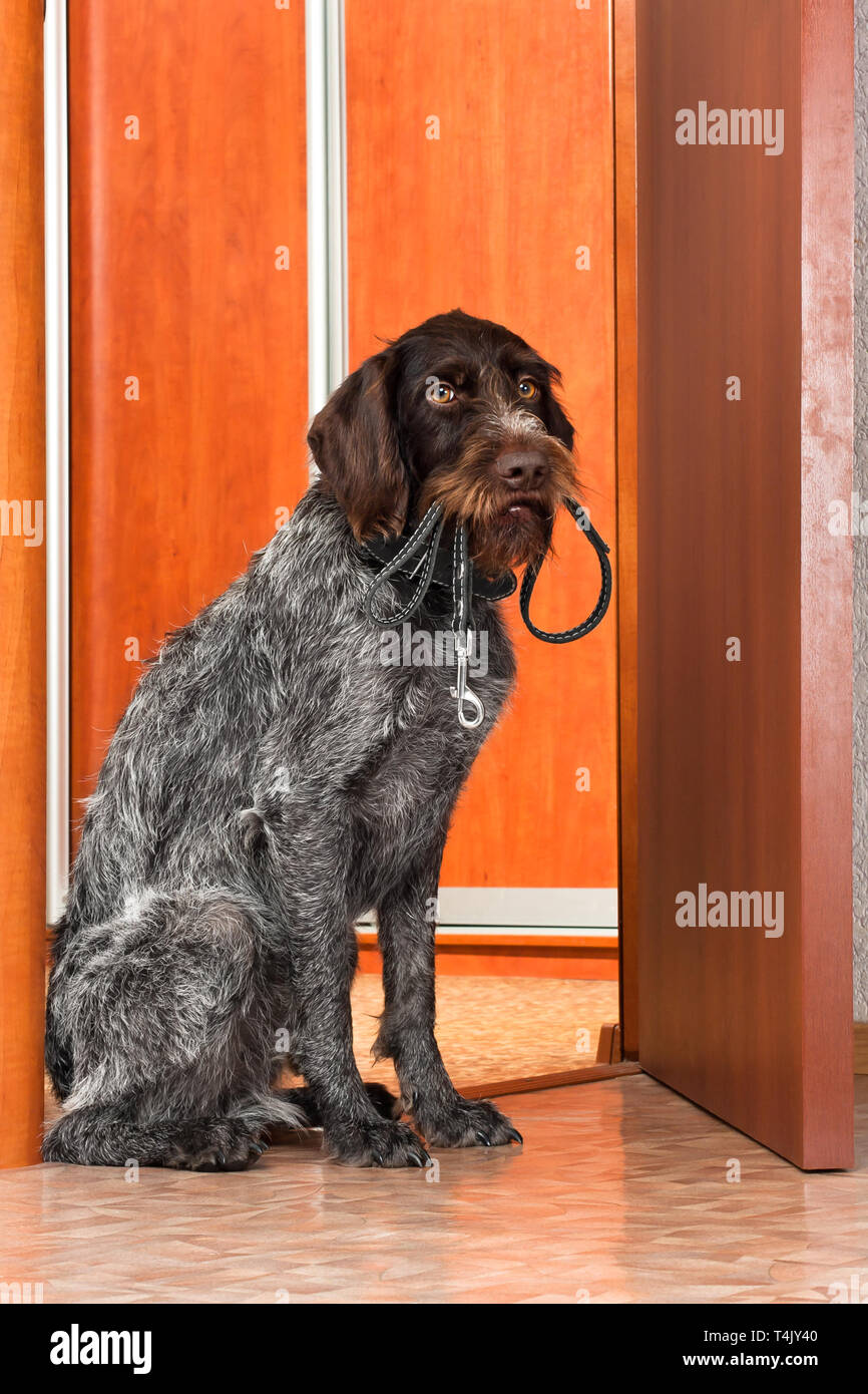 Il cane si chiede di fare una passeggiata a piedi, con un guinzaglio nei suoi denti, vicino alla porta Foto Stock