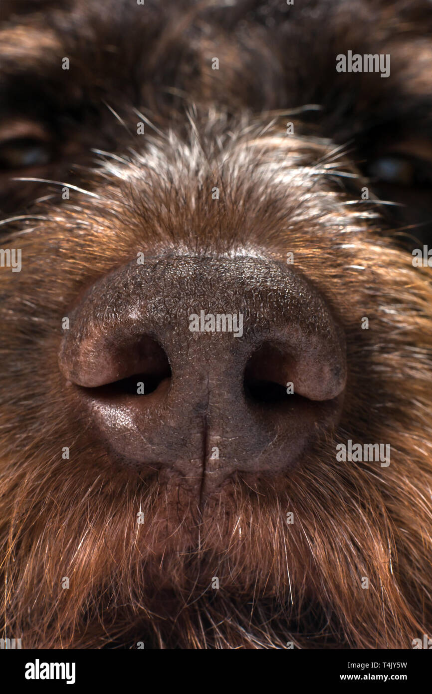 Il naso di un cane da caccia, close up Foto Stock