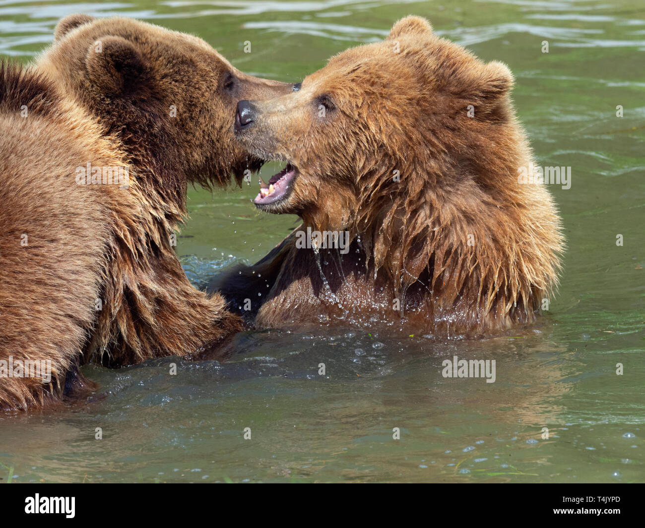 Orso bruno Ursus arctos giocare combattimenti Captive ritratto Foto Stock