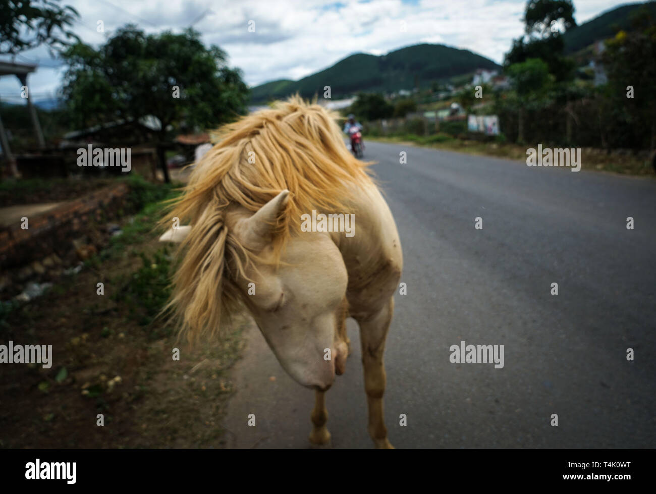 Un cavallo sulla strada in Vietnam Foto Stock