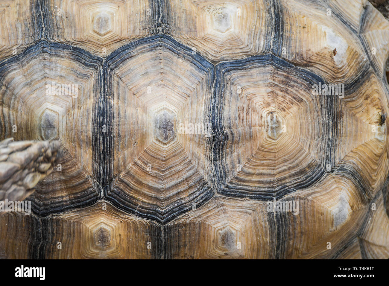 Piccola tartaruga dettagliata di mantello close up del modello top view Foto Stock