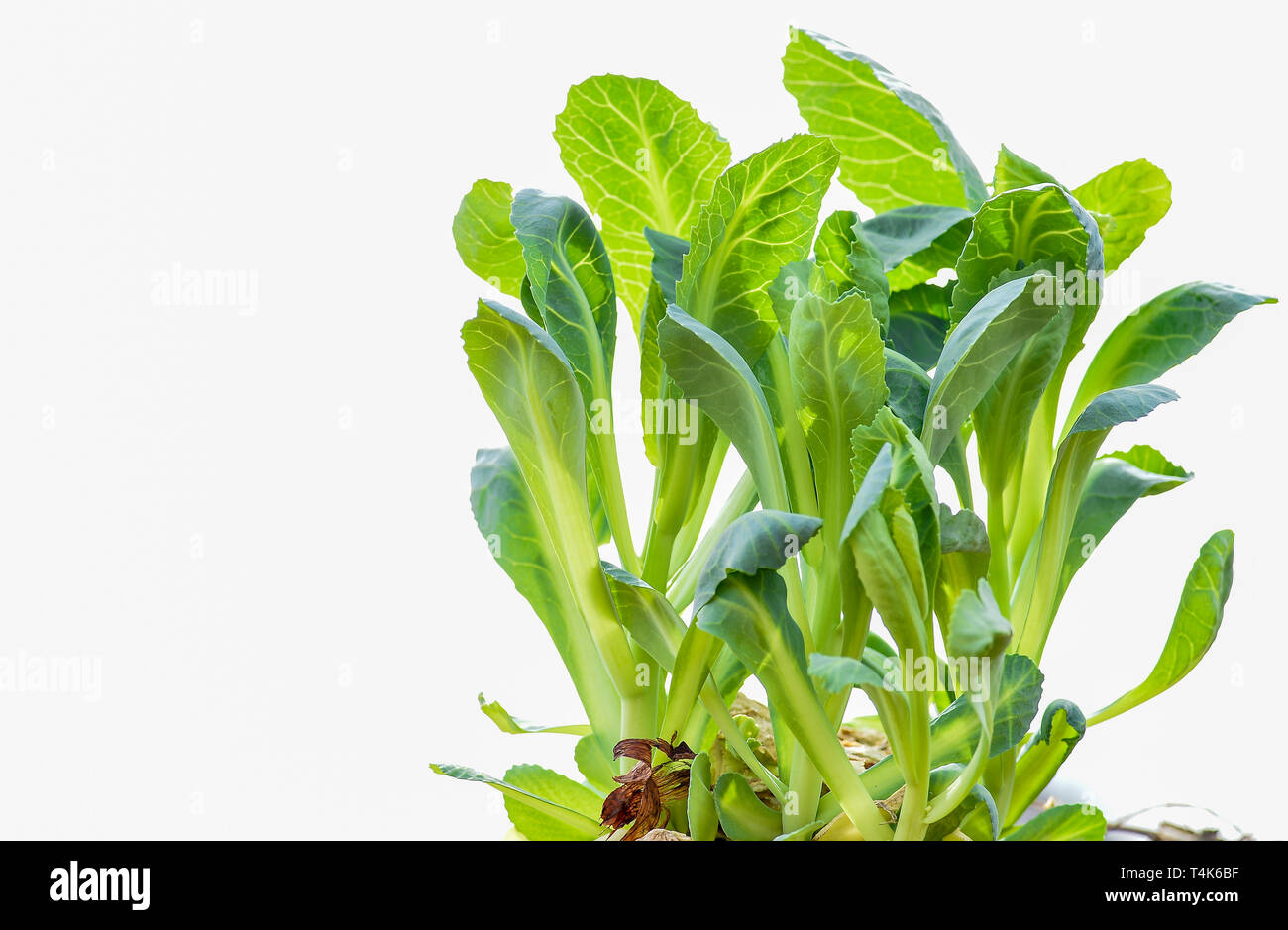 Succose foglie verdi di giovani cavolo nero su sfondo bianco. Copia dello spazio. Foto Stock