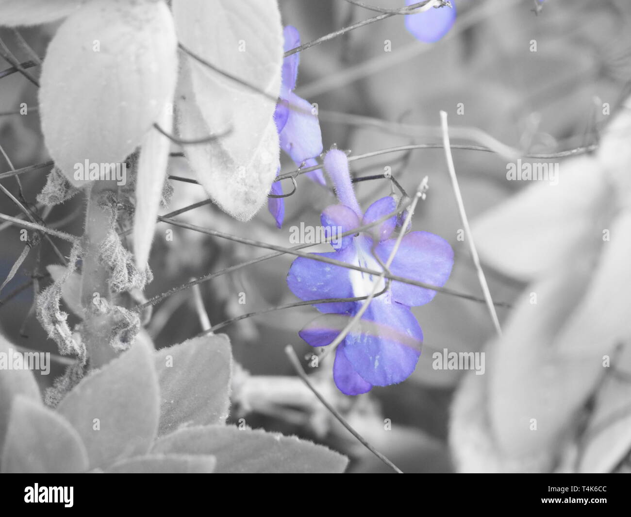 Annuendo fiori viola e foglie in viola e grigio, foto a colori parziale Foto Stock