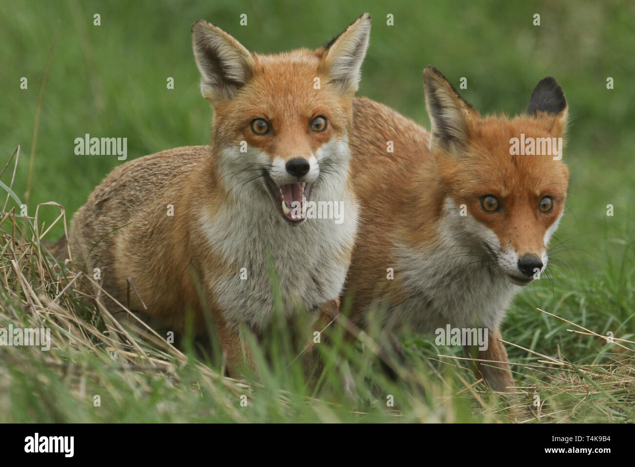 Due magnifiche wild Red Fox (Vulpes vulpes vulpes) a caccia di cibo da mangiare in erba lunga. Foto Stock