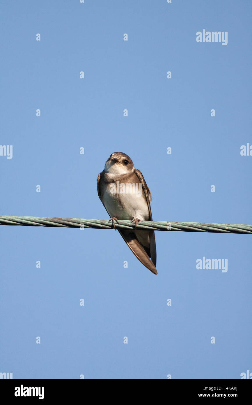 Sand Martin Riparia Riparia, singolo adulto seduto sul filo. Aviemore Scozia, Regno Unito. Foto Stock