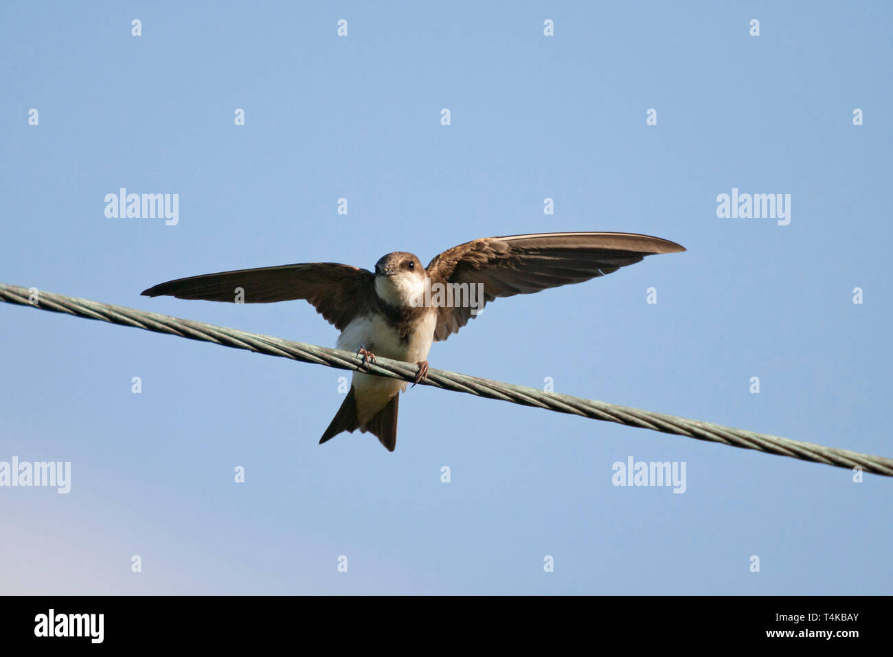 Sand Martin Riparia Riparia, singolo adulto stretching ali sul filo. Aviemore Scozia, Regno Unito. Foto Stock