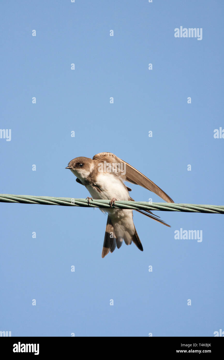 Sand Martin Riparia Riparia, singolo adulto stretching ali sul filo. Aviemore Scozia, Regno Unito. Foto Stock