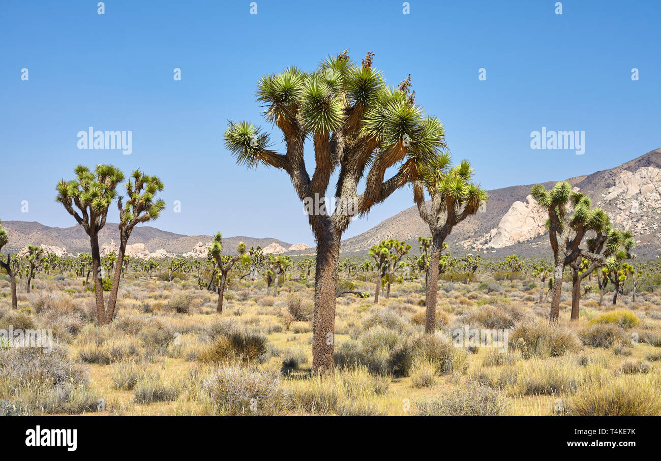 Alberi di Joshua (Yucca brevifolia) a Joshua Tree National Park, California, Stati Uniti d'America. Foto Stock