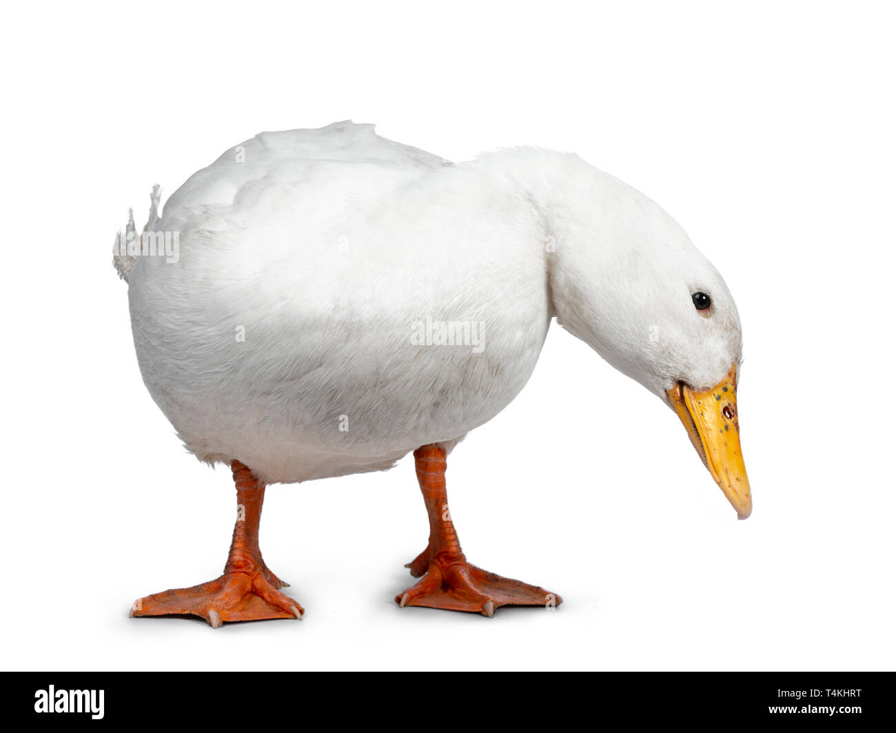 Tame anatra bianco, in piedi di fronte alla fotocamera. Testa rivolta verso il basso modi laterali in cerca di cibo. Isolato su sfondo bianco. Foto Stock