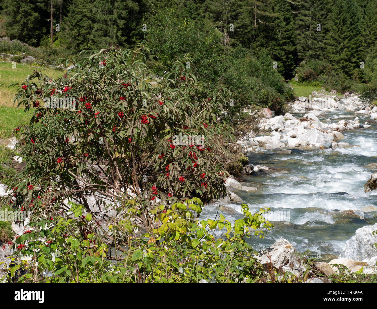 Rowan tree vicino torrente Foto Stock