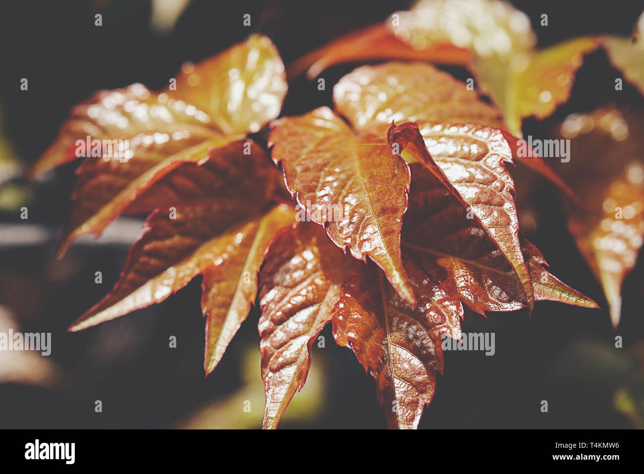 Un close-up di edera arancione Foto Stock