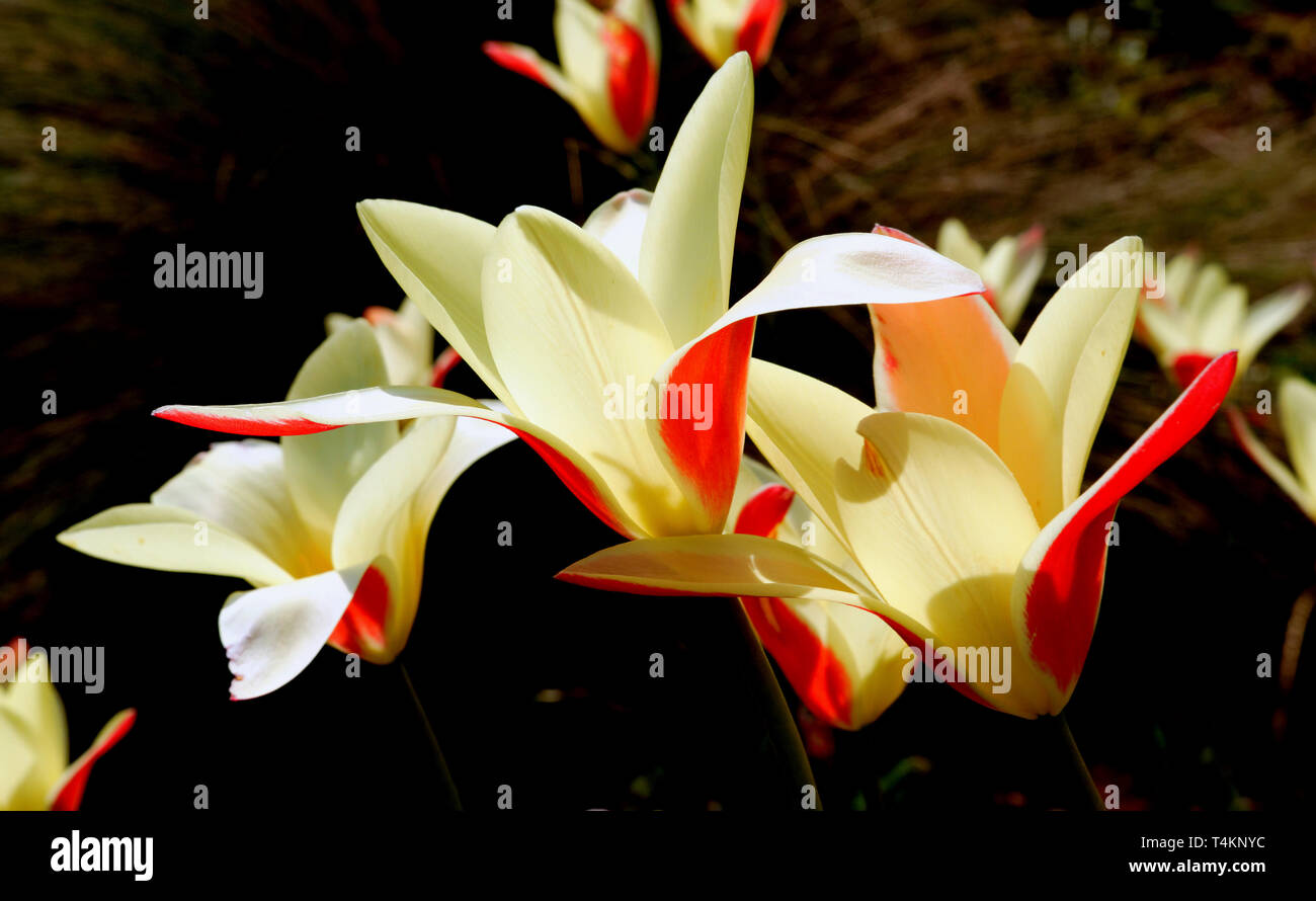 Il giallo e il fiore rosso su sfondo scuro Foto Stock