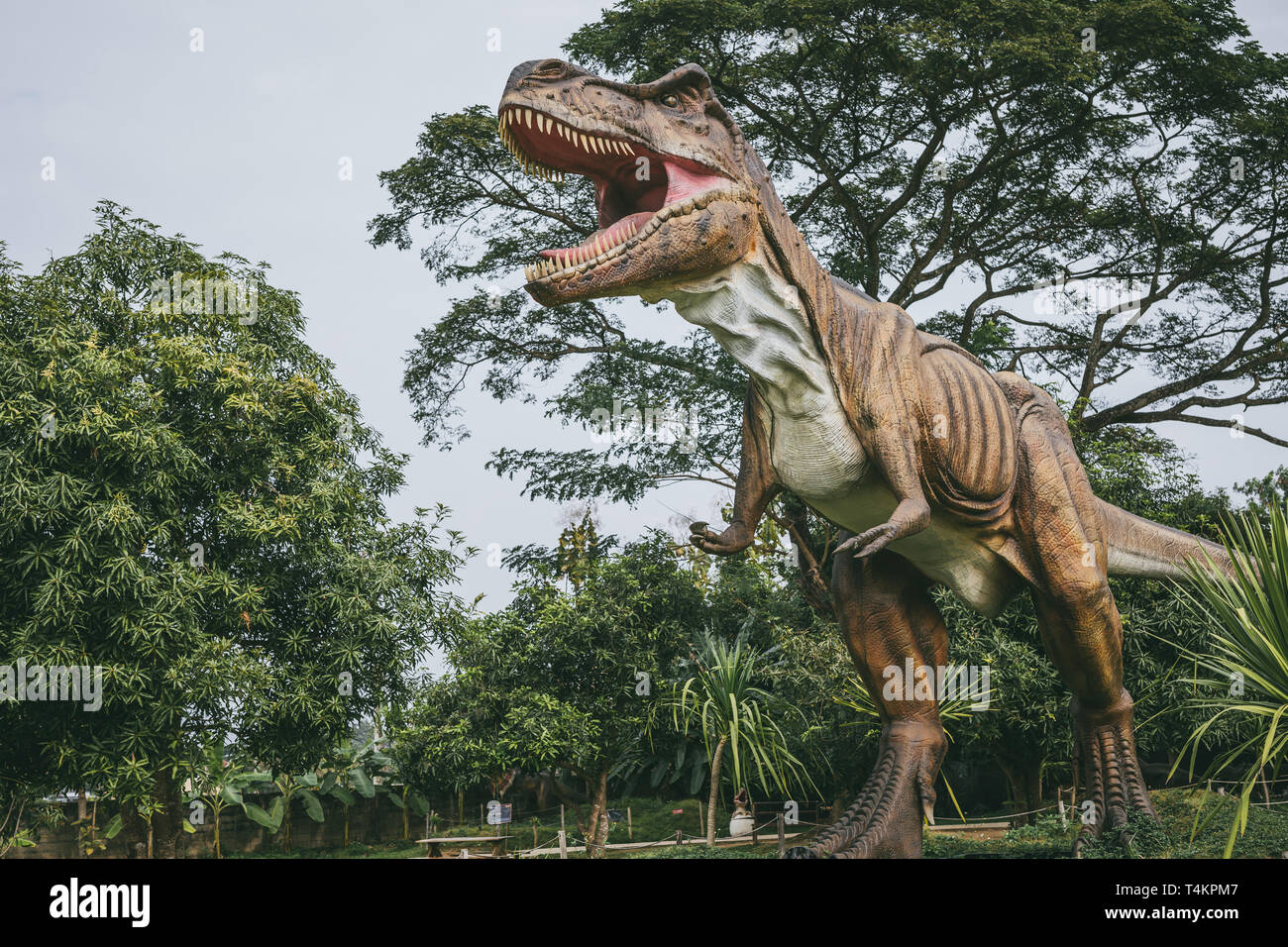 Tirannosauro - preistoria del dinosauro. Parco avventura. Foto Stock