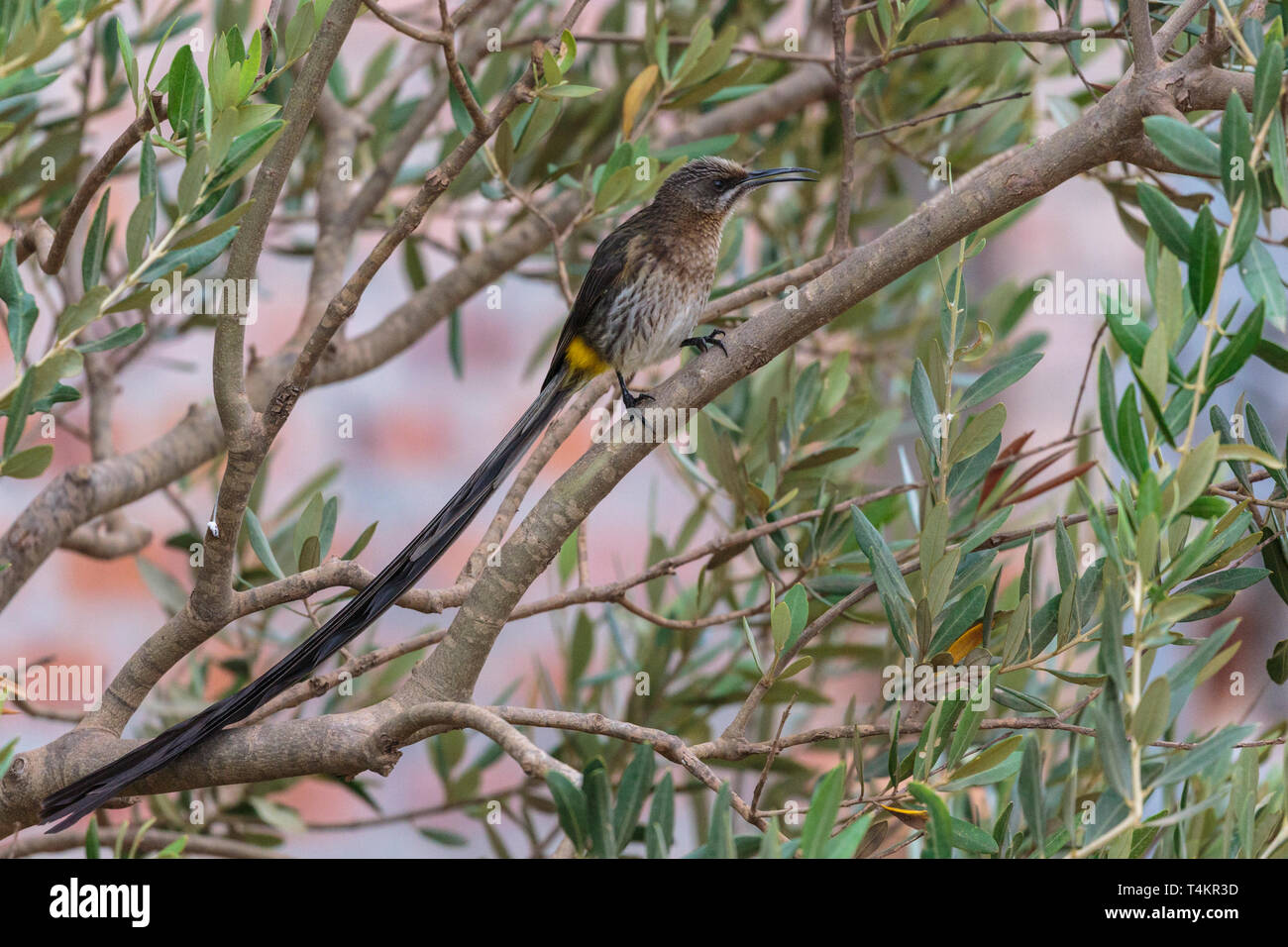 Maschio sugarbird del Capo, Promerops cafer, seduti in un albero, Western Cape, Sud Africa Foto Stock