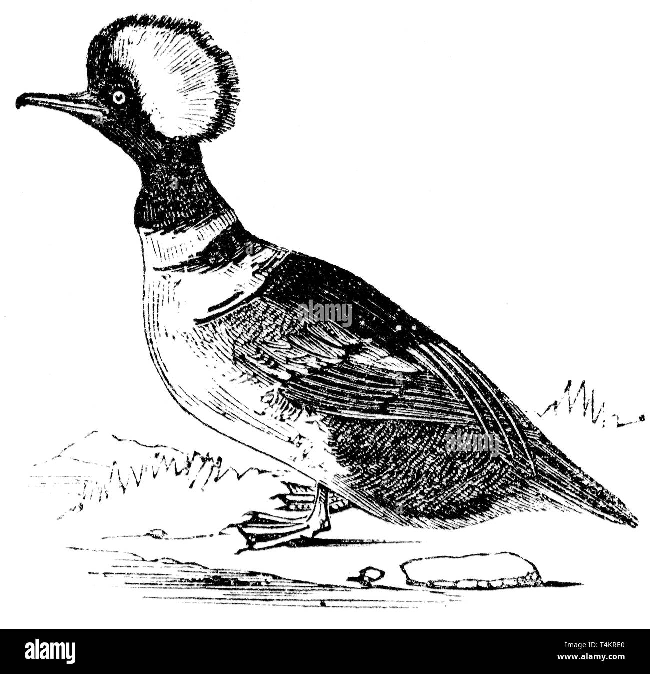 Taglio di legno intagliato, illustrazione presa da "tesoro di storia naturale' da Samuele Maunder, pubblicato 1848 Foto Stock