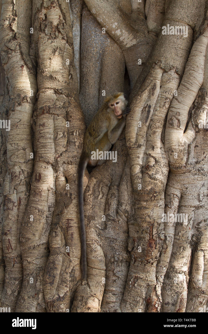 Toque macaque. Macaca sinica. Adulto nella struttura ad albero. Lo Sri Lanka. Foto Stock