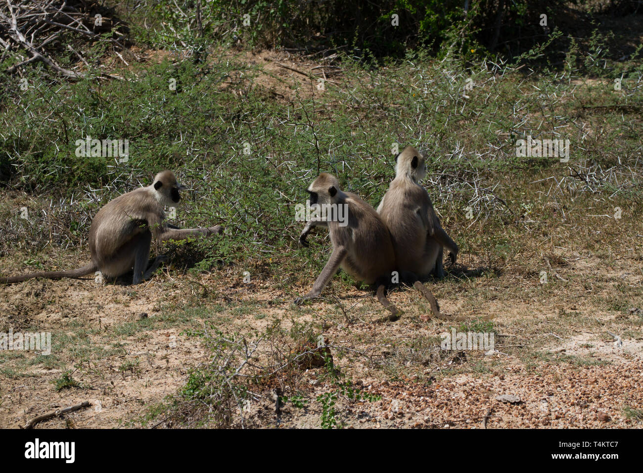 Tufted Langur grigio. Semnopithecus priamo. Tre adulti di alimentazione. Sri Lanka Foto Stock