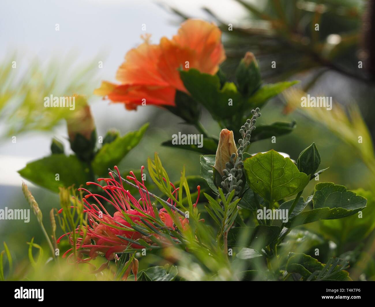 Un fresco e vivace giardino costiero australiano, arancio e giallo Hibiscus fiore pianta e rosso Grevillea fiore e foglie verdi e fogliame Foto Stock