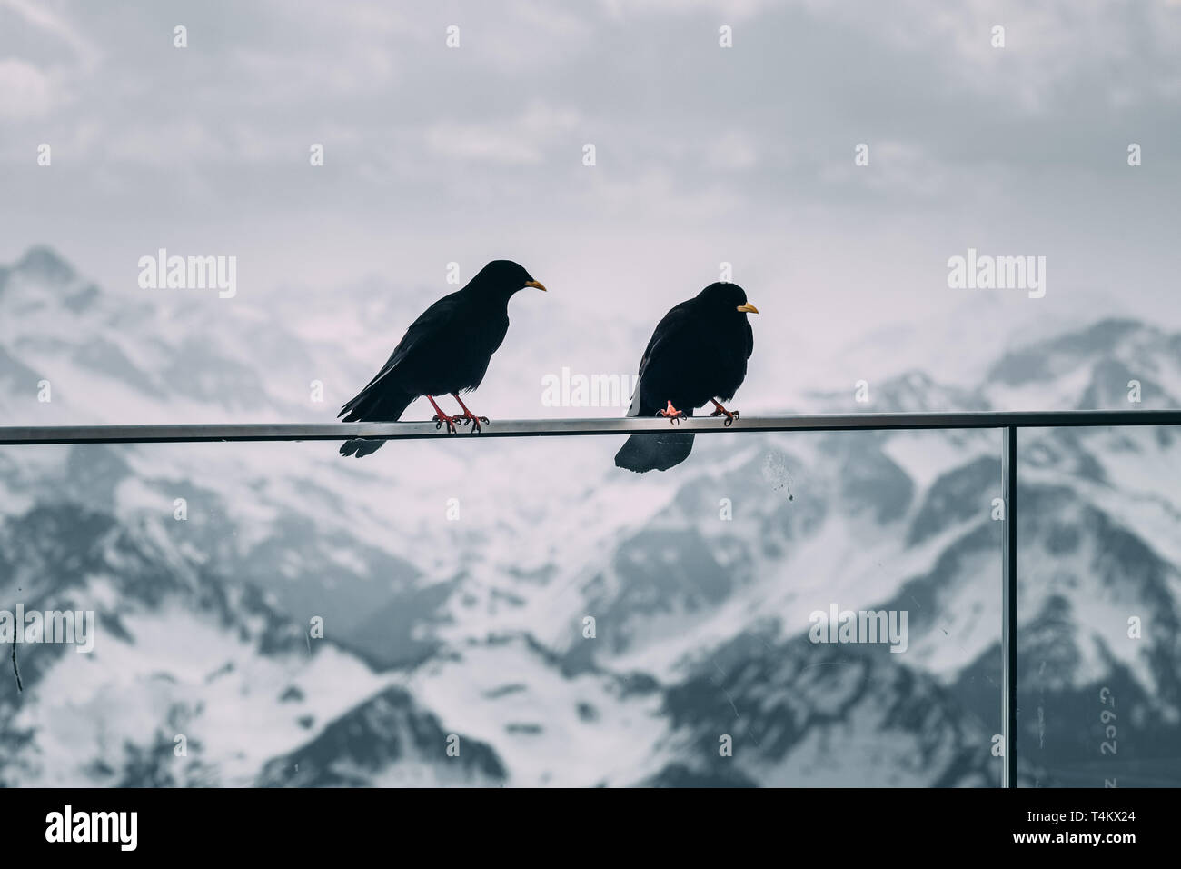 Gli uccelli di montagna, uccelli, mountain crow, taccola - bella e naughty uccelli nelle Alpi Foto Stock