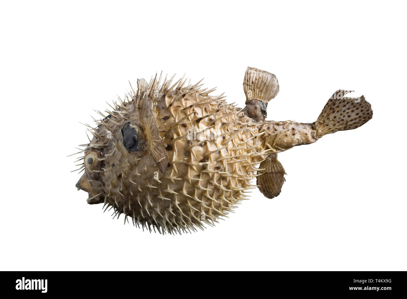 Grande pesce hedgehog isolati su sfondo bianco Foto Stock