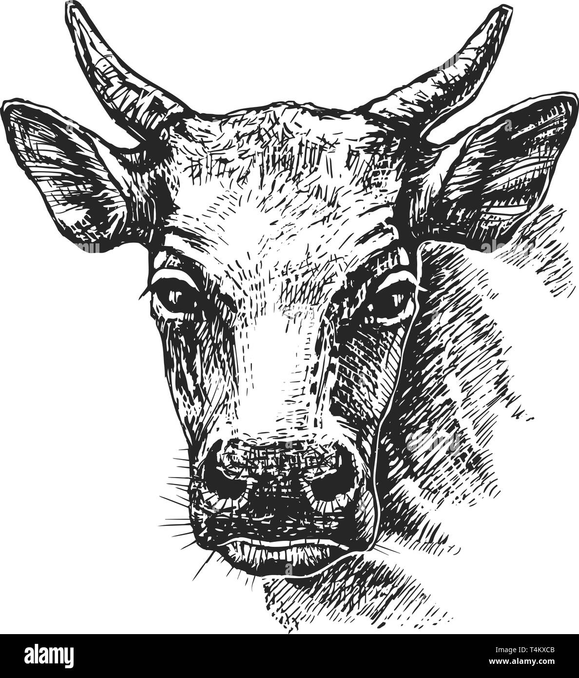 Schizzo di testa di mucca Illustrazione Vettoriale